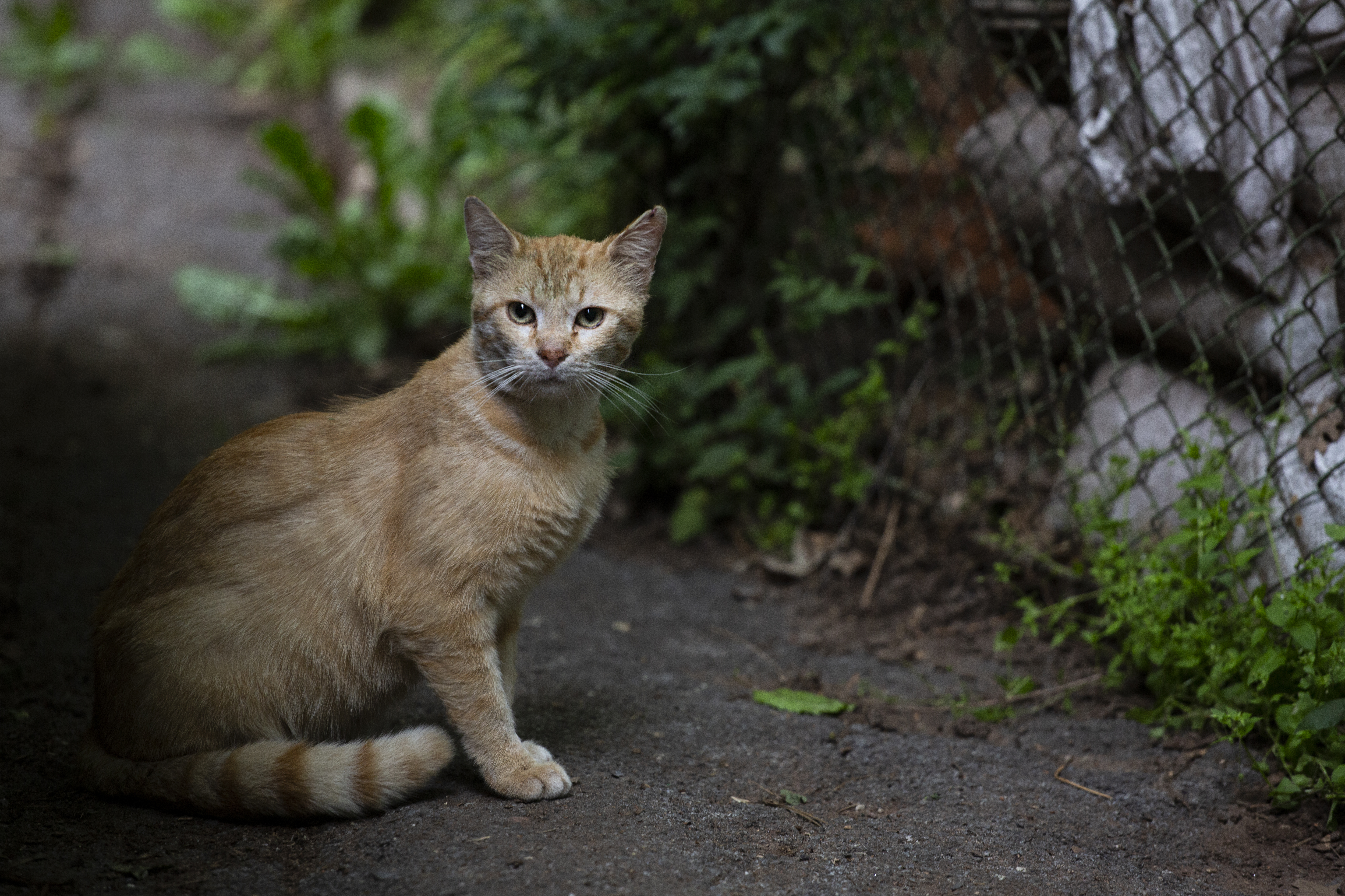 Stray Animal Care